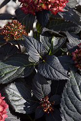 Eclipse Hydrangea (Hydrangea macrophylla 'BAILMACSEVEN') at Wolf's Blooms & Berries