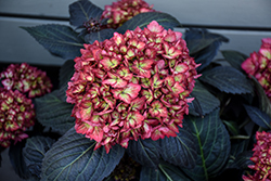 Eclipse Hydrangea (Hydrangea macrophylla 'BAILMACSEVEN') at Wolf's Blooms & Berries