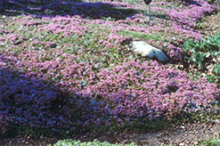 Mother-of-Thyme (Thymus praecox) at Wolf's Blooms & Berries