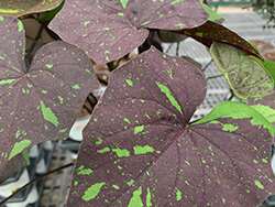 Kelly Ray Sweet Potato Vine (Ipomoea batatas 'Kelly Ray') at Wolf's Blooms & Berries