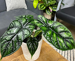 Mythic Dragon Scale Jewel Alocasia (Alocasia baginda 'Dragon Scale') at Wolf's Blooms & Berries