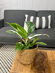 Prismacolor White Wizard Philodendron (Philodendron 'White Wizard') at Wolf's Blooms & Berries