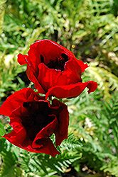 Brilliant Poppy (Papaver orientale 'Brilliant') at Wolf's Blooms & Berries