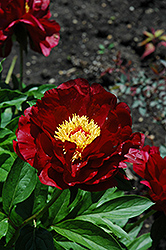 Buckeye Belle Peony (Paeonia 'Buckeye Belle') at Wolf's Blooms & Berries