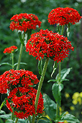 Maltese Cross (Lychnis chalcedonica) at Wolf's Blooms & Berries