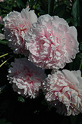 Sarah Bernhardt Peony (Paeonia 'Sarah Bernhardt') at Wolf's Blooms & Berries