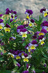 Johnny Jump-Up (Viola tricolor) at Wolf's Blooms & Berries