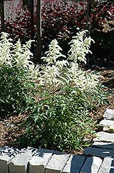Deutschland Astilbe (Astilbe japonica 'Deutschland') at Wolf's Blooms & Berries
