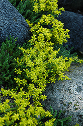 Six Row Stonecrop (Sedum sexangulare) at Wolf's Blooms & Berries