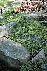 Six Row Stonecrop (Sedum sexangulare) at Wolf's Blooms & Berries