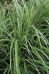 Variegated Silver Grass (Miscanthus sinensis 'Variegatus') at Wolf's Blooms & Berries