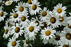 Alaska Shasta Daisy (Leucanthemum x superbum 'Alaska') at Wolf's Blooms & Berries