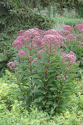 Joe Pye Weed (Eupatorium maculatum) at Wolf's Blooms & Berries