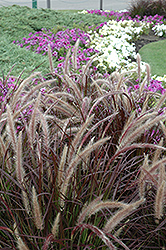 Purple Fountain Grass (Pennisetum setaceum 'Rubrum') at Wolf's Blooms & Berries