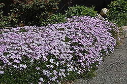 Emerald Blue Moss Phlox (Phlox subulata 'Emerald Blue') at Wolf's Blooms & Berries