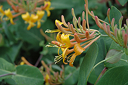 Mandarin Trumpet Honeysuckle (Lonicera 'Mandarin') at Wolf's Blooms & Berries