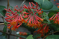 Dropmore Scarlet Trumpet Honeysuckle (Lonicera x brownii 'Dropmore Scarlet') at Wolf's Blooms & Berries