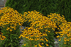 Goldsturm Coneflower (Rudbeckia fulgida 'Goldsturm') at Wolf's Blooms & Berries