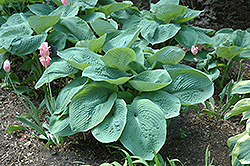 Elegans Hosta (Hosta sieboldiana 'Elegans') at Wolf's Blooms & Berries