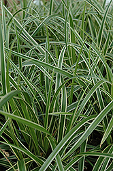 Ice Dance Sedge (Carex morrowii 'Ice Dance') at Wolf's Blooms & Berries