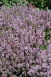 Mother-of-Thyme (Thymus praecox) at Wolf's Blooms & Berries