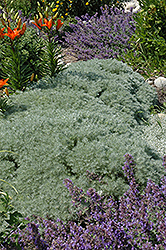 Silver Mound Artemisia (Artemisia schmidtiana 'Silver Mound') at Wolf's Blooms & Berries
