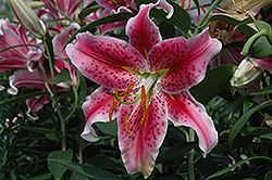 Stargazer Lily (Lilium 'Stargazer') at Wolf's Blooms & Berries