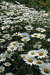 Becky Shasta Daisy (Leucanthemum x superbum 'Becky') at Wolf's Blooms & Berries