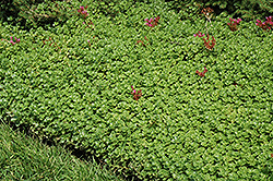 John Creech Stonecrop (Sedum spurium 'John Creech') at Wolf's Blooms & Berries