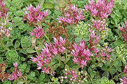 John Creech Stonecrop (Sedum spurium 'John Creech') at Wolf's Blooms & Berries