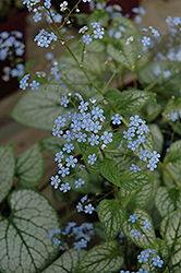 Jack Frost Bugloss (Brunnera macrophylla 'Jack Frost') at Wolf's Blooms & Berries