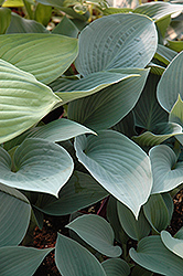 Halcyon Hosta (Hosta 'Halcyon') at Wolf's Blooms & Berries