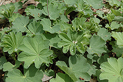 Auslese Lady's Mantle (Alchemilla mollis 'Auslese') at Wolf's Blooms & Berries