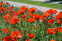 Brilliant Poppy (Papaver orientale 'Brilliant') at Wolf's Blooms & Berries