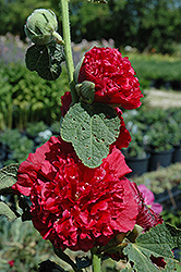 Chater's Double Red Hollyhock (Alcea rosea 'Chater's Double Red') at Wolf's Blooms & Berries