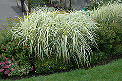 Variegated Silver Grass (Miscanthus sinensis 'Variegatus') at Wolf's Blooms & Berries