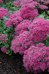 Neon Stonecrop (Sedum spectabile 'Neon') at Wolf's Blooms & Berries