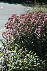 Little Joe Dwarf Joe Pye Weed (Eupatorium maculatum 'Little Joe') at Wolf's Blooms & Berries