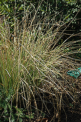 Blue Arrows Rush (Juncus inflexus 'Blue Arrows') at Wolf's Blooms & Berries