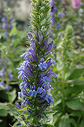 Blue Cardinal Flower (Lobelia siphilitica) at Wolf's Blooms & Berries