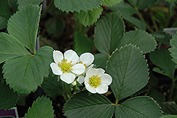 Allstar Strawberry (Fragaria 'Allstar') at Wolf's Blooms & Berries