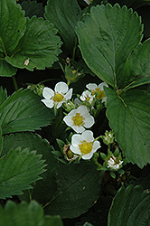 Earliglow Strawberry (Fragaria 'Earliglow') at Wolf's Blooms & Berries