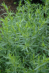 French Tarragon (Artemisia dracunculus 'Sativa') at Wolf's Blooms & Berries
