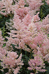 Peach Blossom Astilbe (Astilbe x rosea 'Peach Blossom') at Wolf's Blooms & Berries