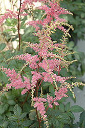 Bressingham Beauty Astilbe (Astilbe x arendsii 'Bressingham Beauty') at Wolf's Blooms & Berries