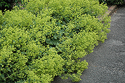 Thriller Lady's Mantle (Alchemilla 'Thriller') at Wolf's Blooms & Berries