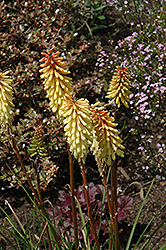 Torchlily (Kniphofia uvaria) at Wolf's Blooms & Berries