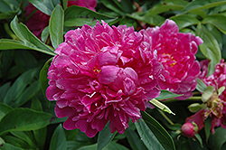 Victoire de la Marne Peony (Paeonia 'Victoire de la Marne') at Wolf's Blooms & Berries