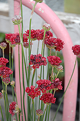 Ballerina Red False Sea Thrift (Armeria pseudarmeria 'Ballerina Red') at Wolf's Blooms & Berries