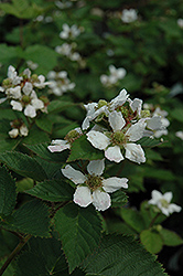 Triple Crown Blackberry (Rubus allegheniensis 'Triple Crown') at Wolf's Blooms & Berries